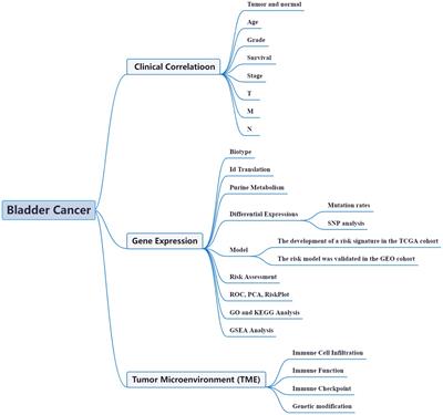 Development and validation of prognostic index based on purine metabolism genes in patients with bladder cancer